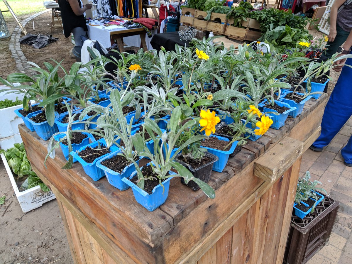 Don't forget to grab your FREE seedling in celebration of #GardenDay at the @GoodCompany_CPT, courtesy of Street Scapes Community Projects🌱♥️