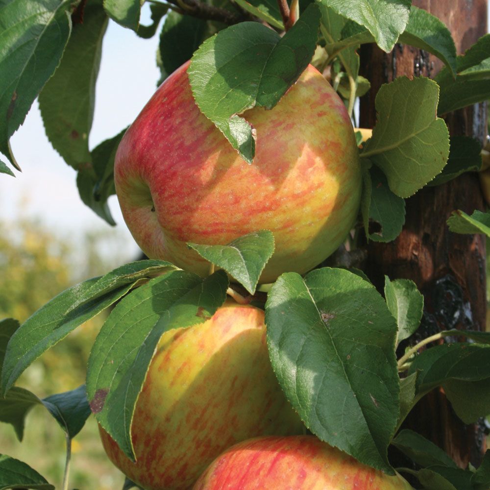 Today is National Apple Day! Did you know there are over 8000 varieties worldwide? Or that apple trees are actually part of the rose family? Order an apple tree today - we've got one for every garden, large or small! buff.ly/2CSf6U3 #appleday #nationalappleday #loveapples