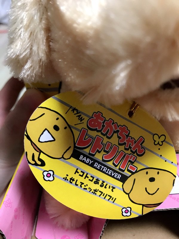 新しい家族連れて帰ってきたんだけどよくみたら \キャン/って言ってる 