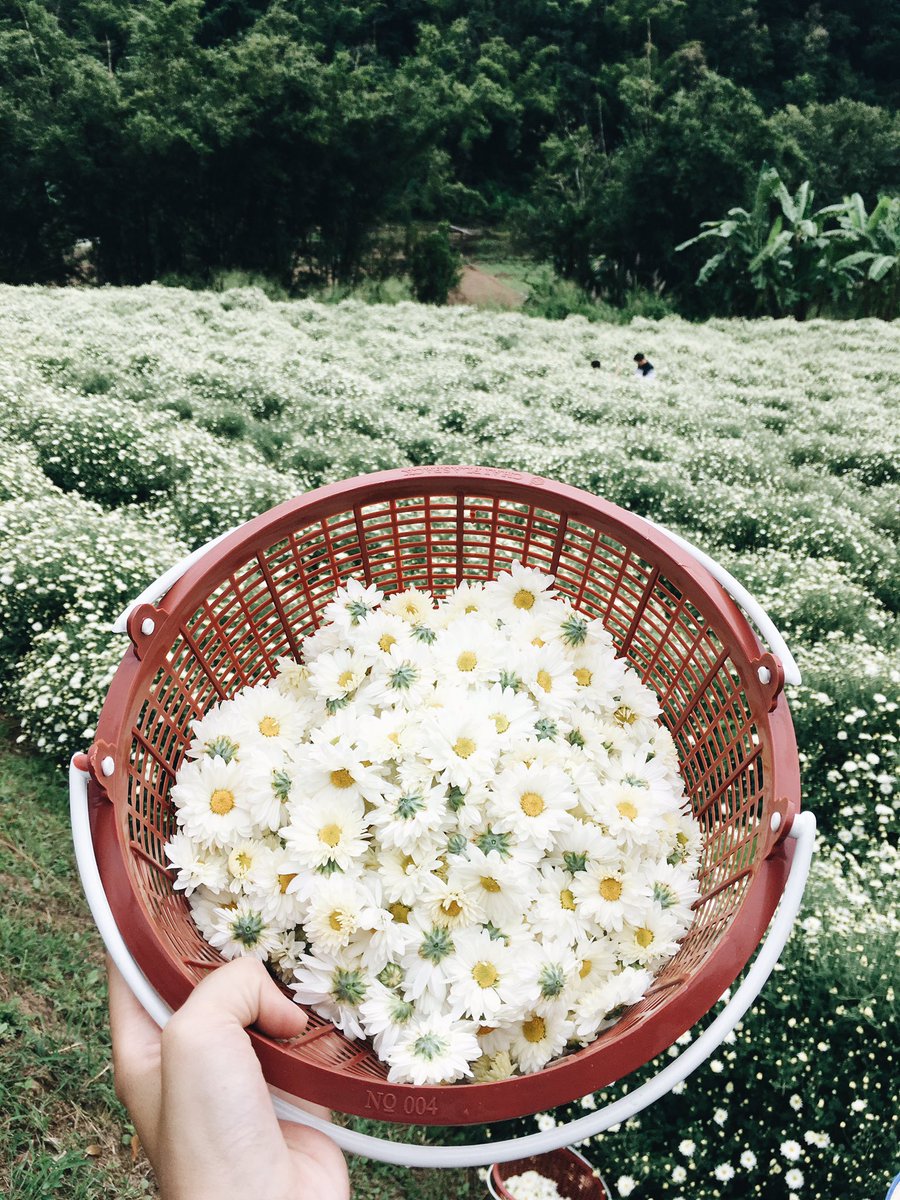 PladaoDao_'s tweet photo. 🌼🌼🌼เก็บเก๊กฮวยใส่ไอจีกันเถอะ~ที่บ้านอมลอง สะเมิง ตอนนี้บานแล้ว ไปเที่ยวได้เลย เดินถ่ายรูปไปด้วย ดมกลิ่นเก๊กฮวยไปด้วย หอมมากๆ 
.
ดอกจะบานถึงปลายเดือนหน้า ช่วงต้นกับกลางเดือนคือพีคสุด (1) #รีวิวเชียงใหม่ #ReviewThailand #เชียงใหม่ #reviewchiangmai #สะเมิง #ทุ่งเก๊กฮวย https://t.co/CZOVTugDNv