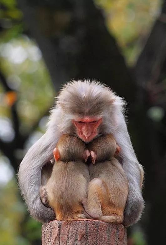 catherinoffical's tweet photo. My lovely twins ... ❤️ #IMbck 😄
#handmade #funny #animal #cute #animals #love #FlockBN #banana #baby #lol https://t.co/YIIWPctTIT