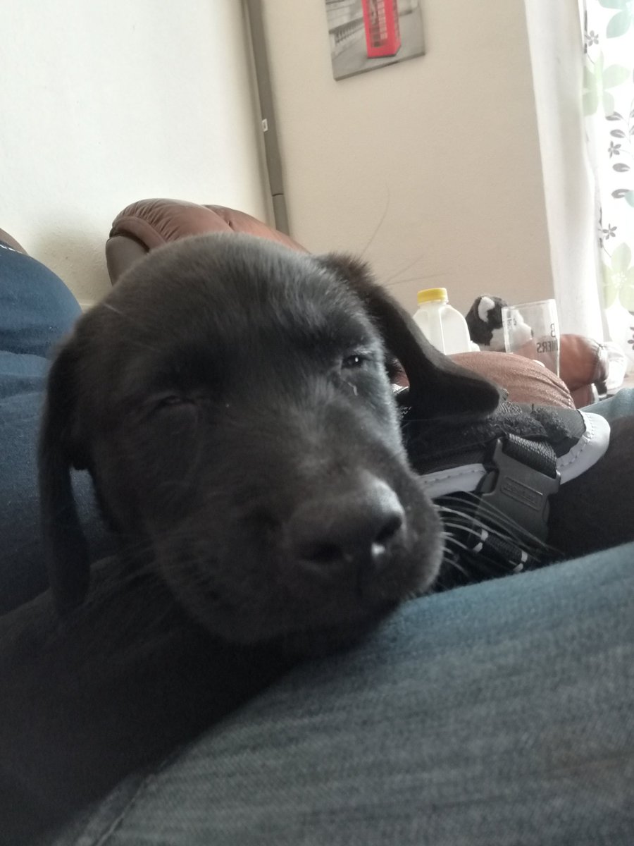 Ruthless0488's tweet photo. @AidenHatfield This lil guy had me up at 7am,followed by the baby at 8am! However who could say no to this face??!! #therapydog #imwt #MentalHealthMatters https://t.co/NCwSPhR0tO