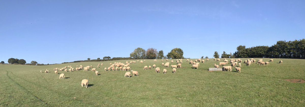 ExeValleyLamb's tweet photo. Hard to believe it’s nearly November. Stunning morning in #Devon #sheep365 #lleyn #lamb #tupping2018 #exminster #exeter #farmtofork #sunshine #blueskies https://t.co/XctHejHpnI