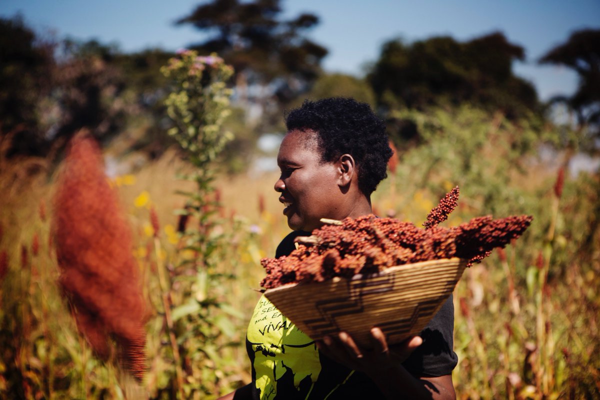 Global Utveckling tweet media