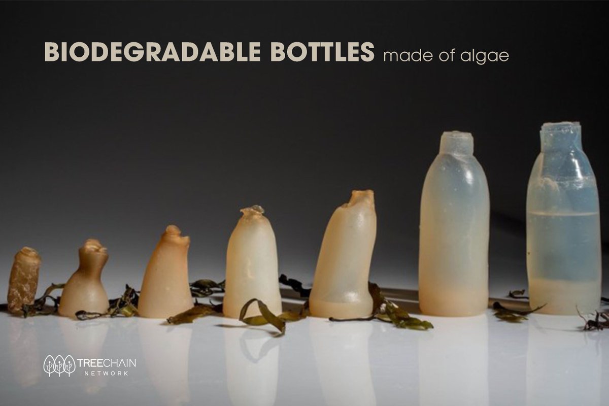 TreeChain_TCN's tweet photo. Ari Jonsson, a designer who has invented a #BiodegradableBottles made of red #algae powder. He came up with the idea of replacing plastic bottles made of plastic, one of the #polluters.
#TCNLibrary #TreeChainNetwork https://t.co/8lUGaIRdk3