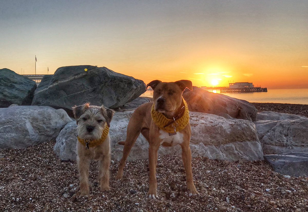 the_wonderdogs's tweet photo. Weekend away to Sussex ๐๐พ #tobythewonderdog #amosthegreat #rescuedog #blinddog #pitpat #pitpatpack #snoodlesofstyle #ellerybow #bestboys @ElleryBow https://t.co/1DkoJtNmBR