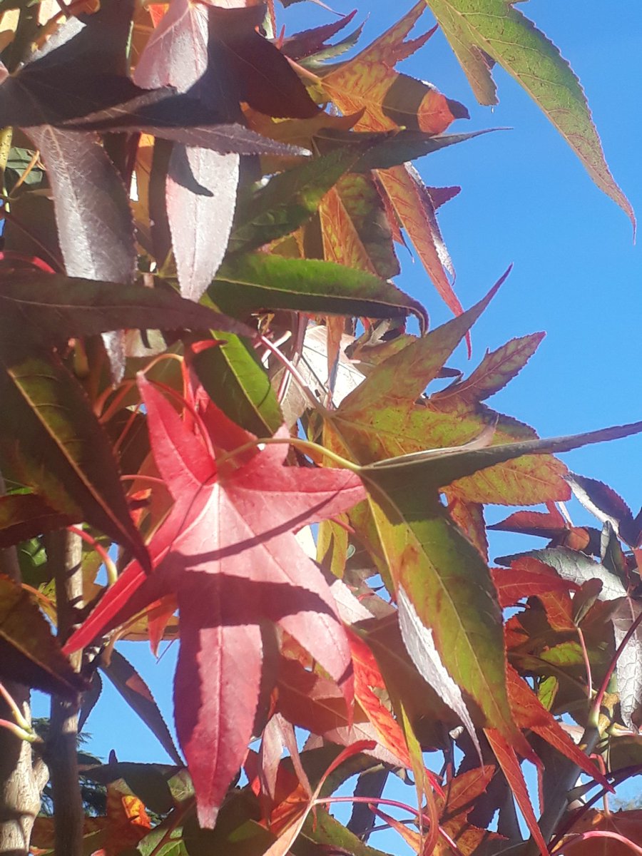 NewentPC's tweet image. Today, nature says forget everything and #BeHappy #bluesky #warmoctober