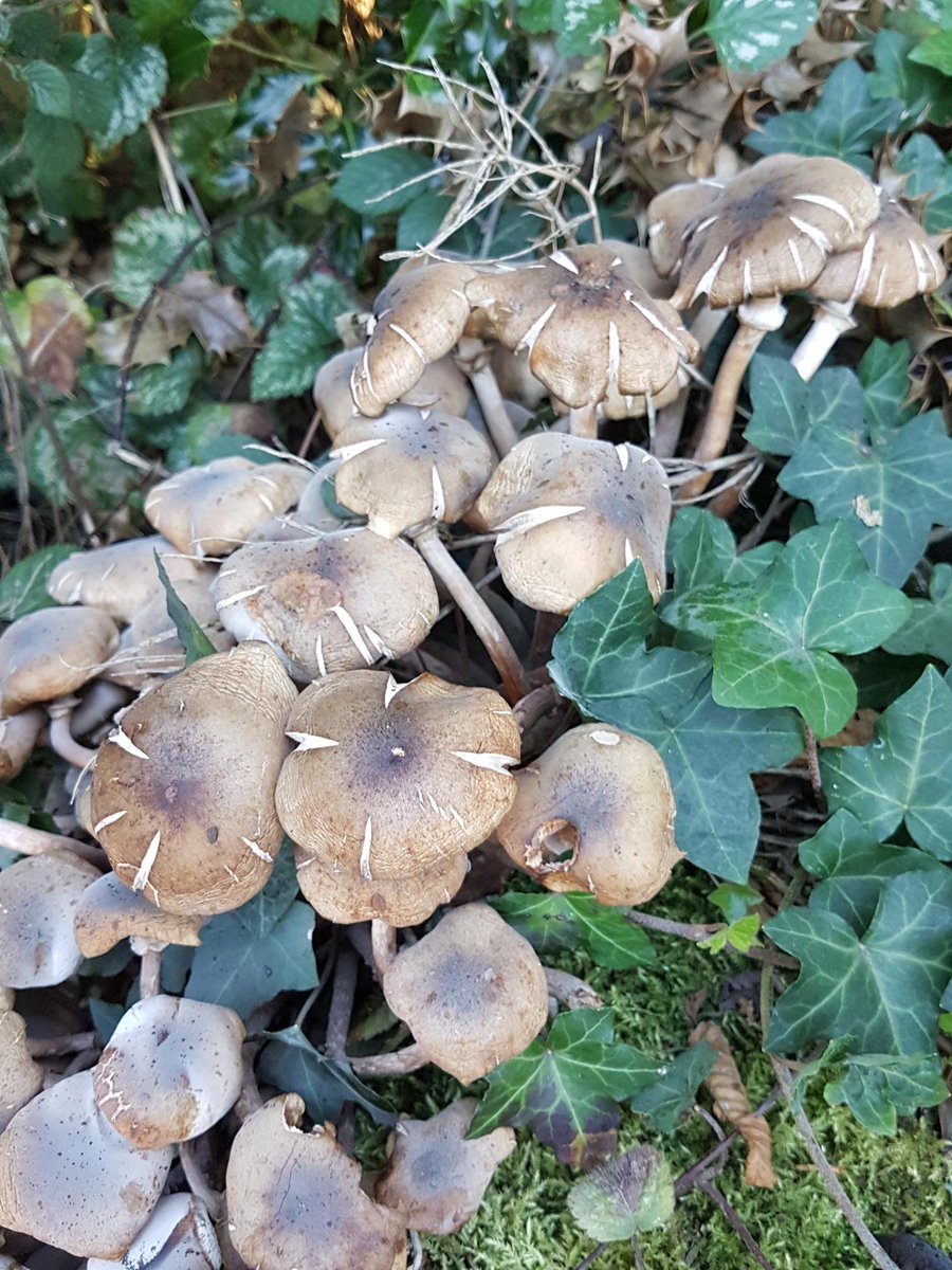 countryside_kim's tweet photo. #Nature gives us #ReasonsToBeCheerful Loving the fantastic #fungi in my #wild #garden #localpatchreporters @bbcwildlifemag https://t.co/wH0Ejgu3DO