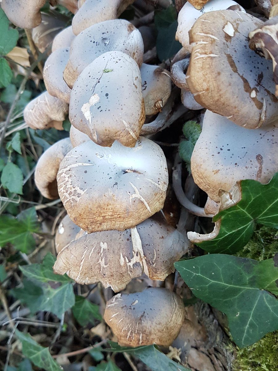 countryside_kim's tweet photo. #Nature gives us #ReasonsToBeCheerful Loving the fantastic #fungi in my #wild #garden #localpatchreporters @bbcwildlifemag https://t.co/wH0Ejgu3DO