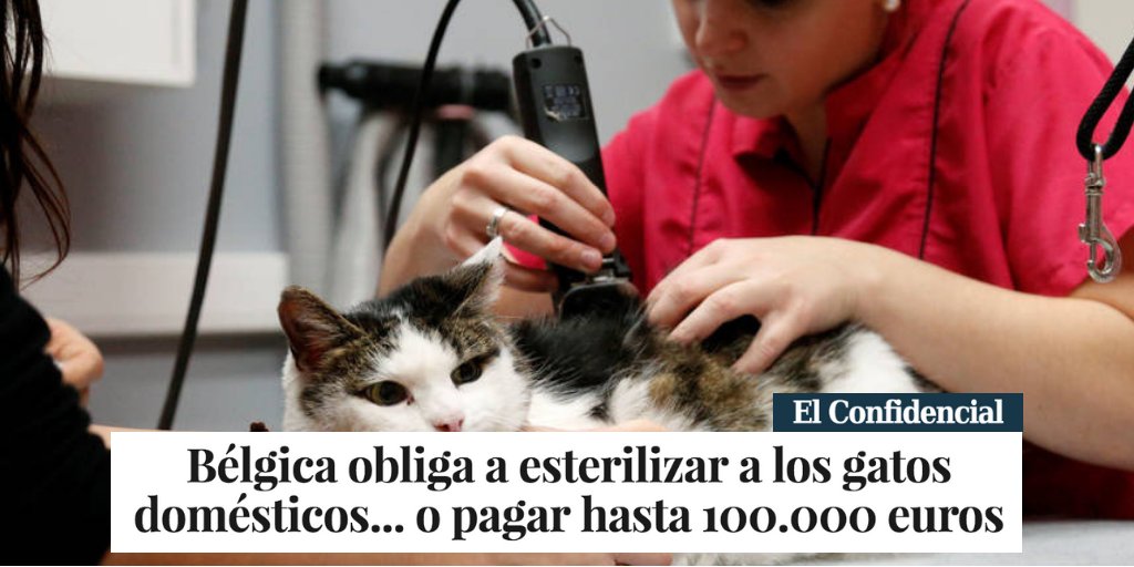 PartidoPACMA's tweet photo. En Bélgica se han tomado muy en serio la obligatoriedad de esterilización de los gatos domésticos para evitar que acaben abandonados o en perreras. 🐈 ¡Que cunda el ejemplo! 👏👏

🗞️ Lee la noticia aquí: https://t.co/8uWu3rIxps https://t.co/57vVJCcA7L