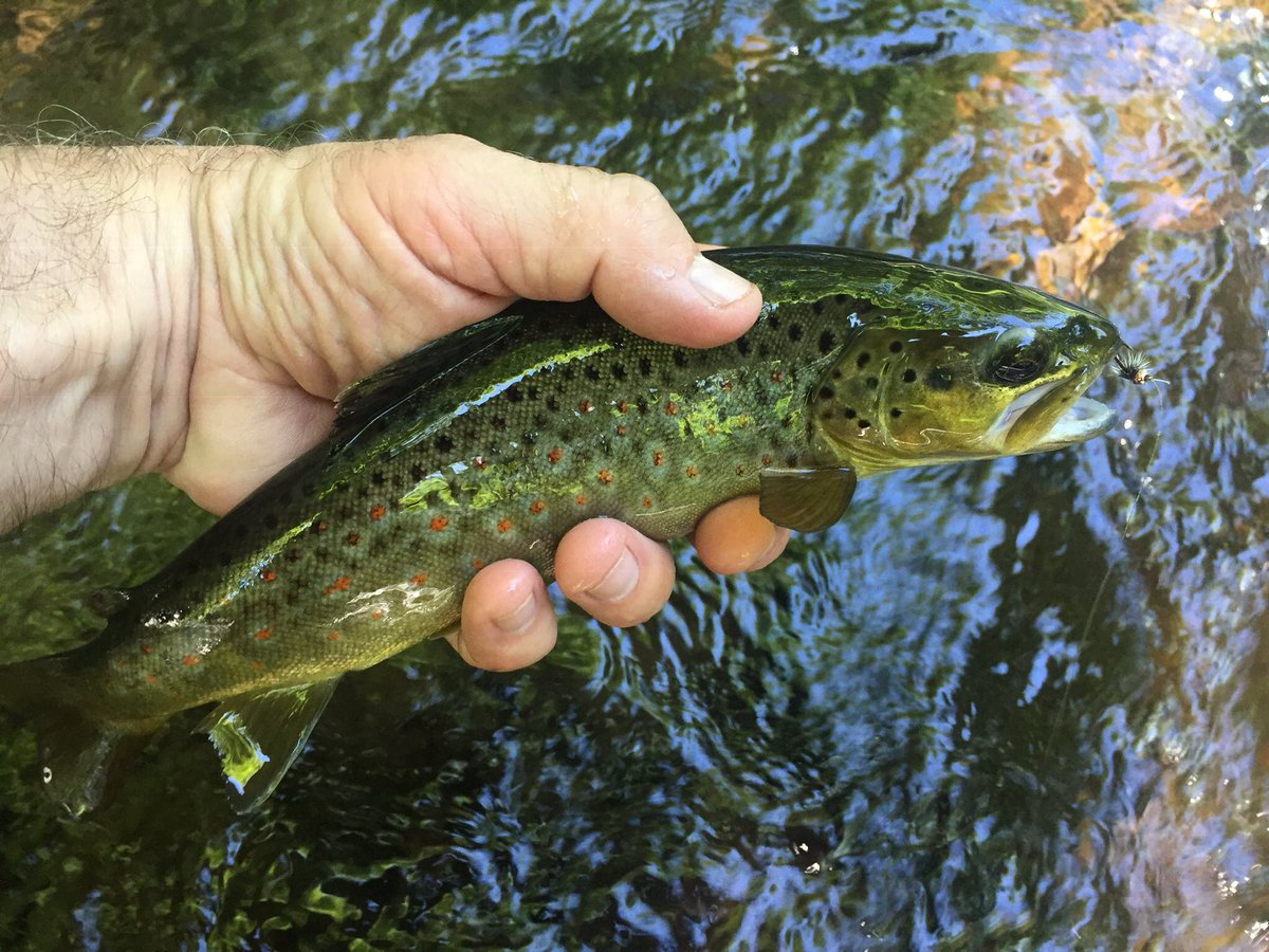 Partnerships working together to protect ##OurPoconoWaters and all of PA's wild trout streams.
#DelRiverWatershed #Poconos #PoconoMountains #TroutUnlimited
<a href="/BrodheadTu/">Brodhead TU</a> <a href="/Poconotrout/">Todd Burns</a>
tu.org/blog-posts/pen…