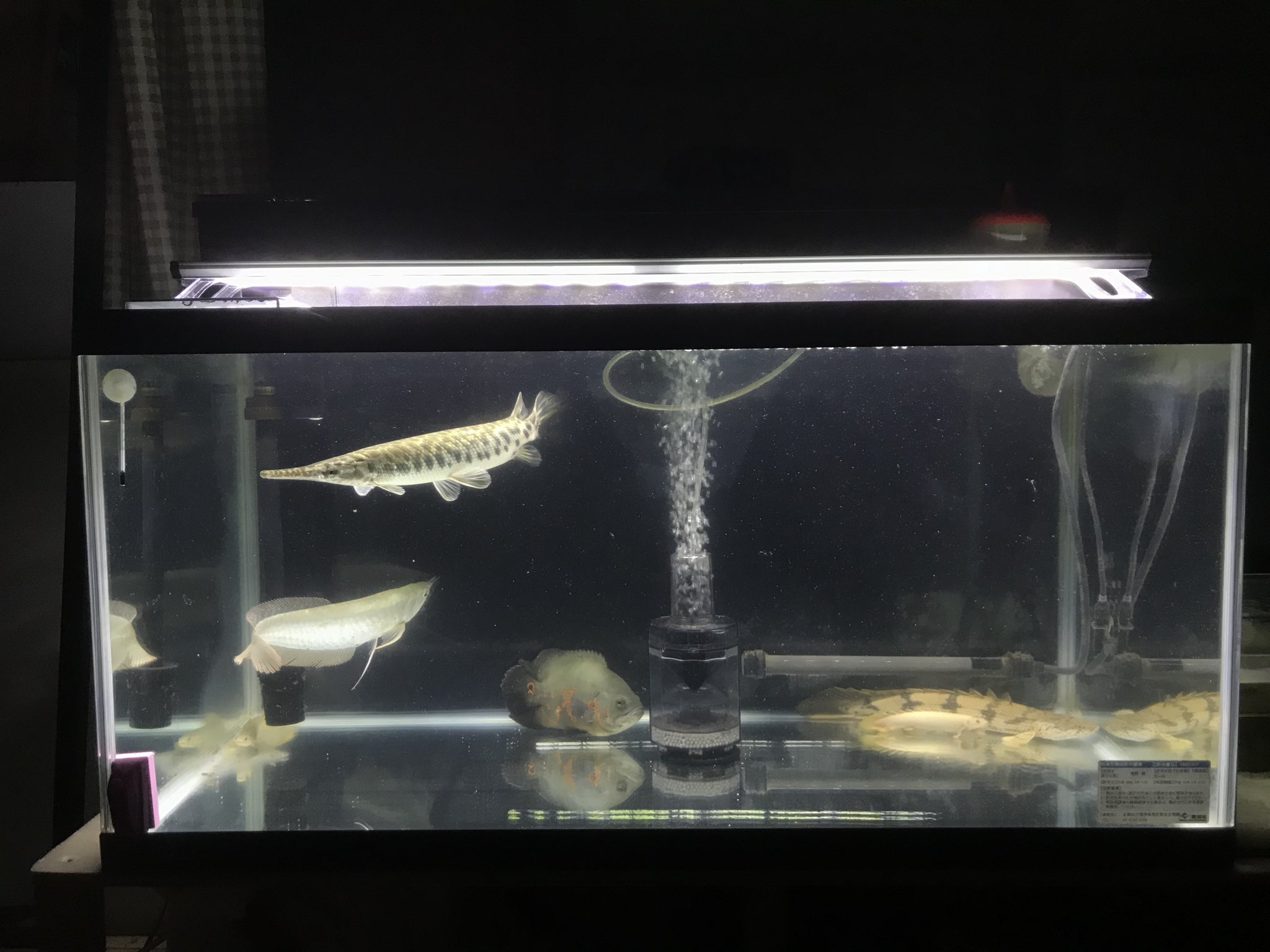 かえぽん アクアリウム Kaeponaquarium Twitter