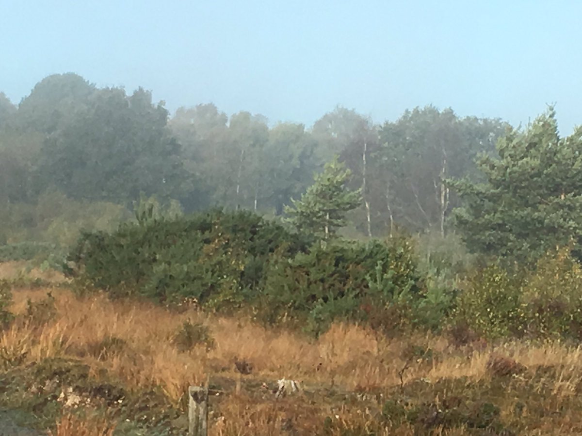 CorneliusRaven's tweet photo. Dartford Warbler at Stoke Common near Farnham Common Bucks. Showing well at 8.30am. Calling from top of bush. Tail up... Calling ... Churr...Churr...Churr ... Record shot of the bush attached 🤓 https://t.co/CGZzvRw8ct