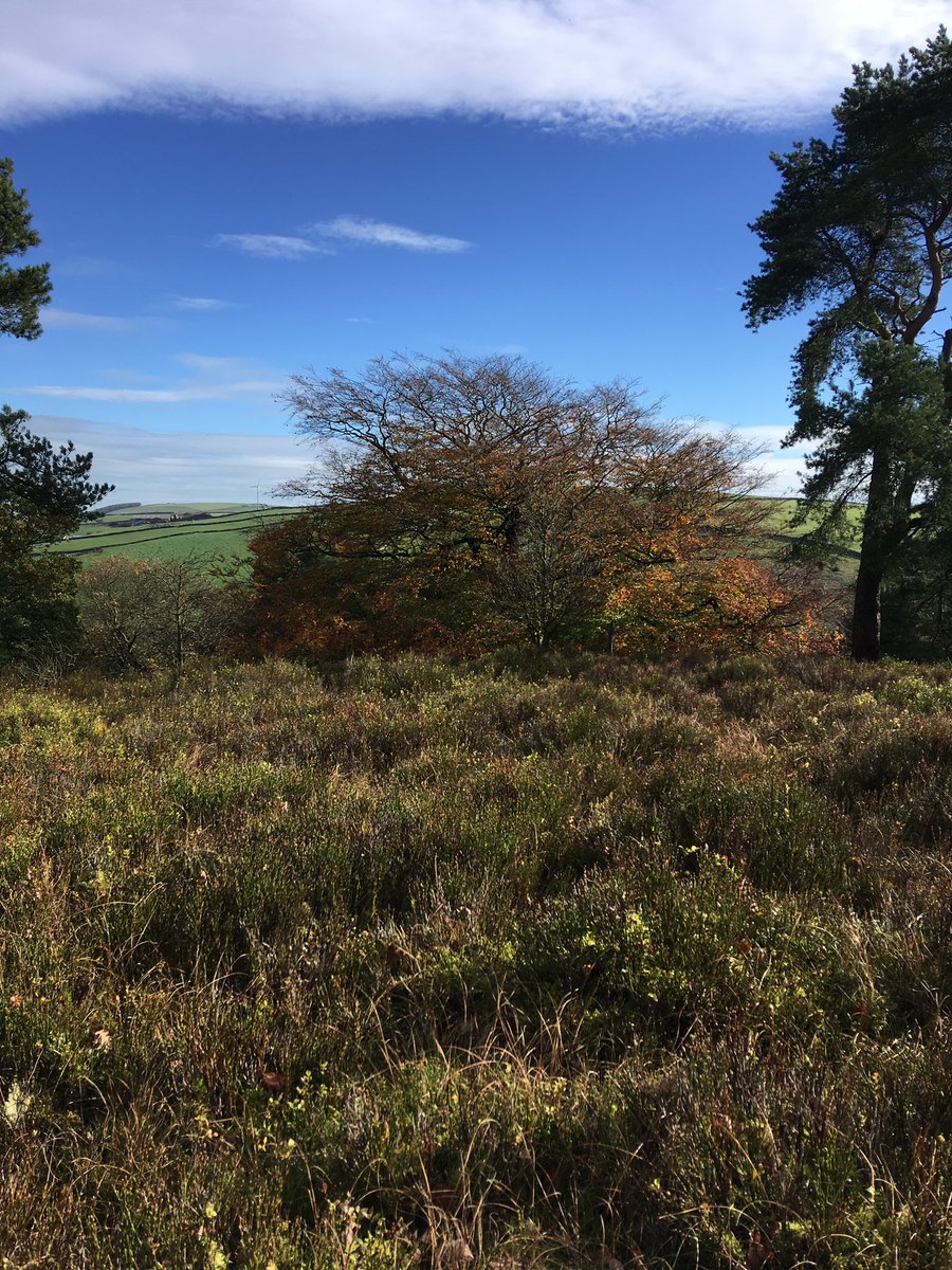 harwescottage's tweet photo. Did you know we have a36 acre woodland on site? #Autumnbreaks #fallintheuk @VisitPendle  @Welcome2Yorks https://t.co/jtCqhOCeKo