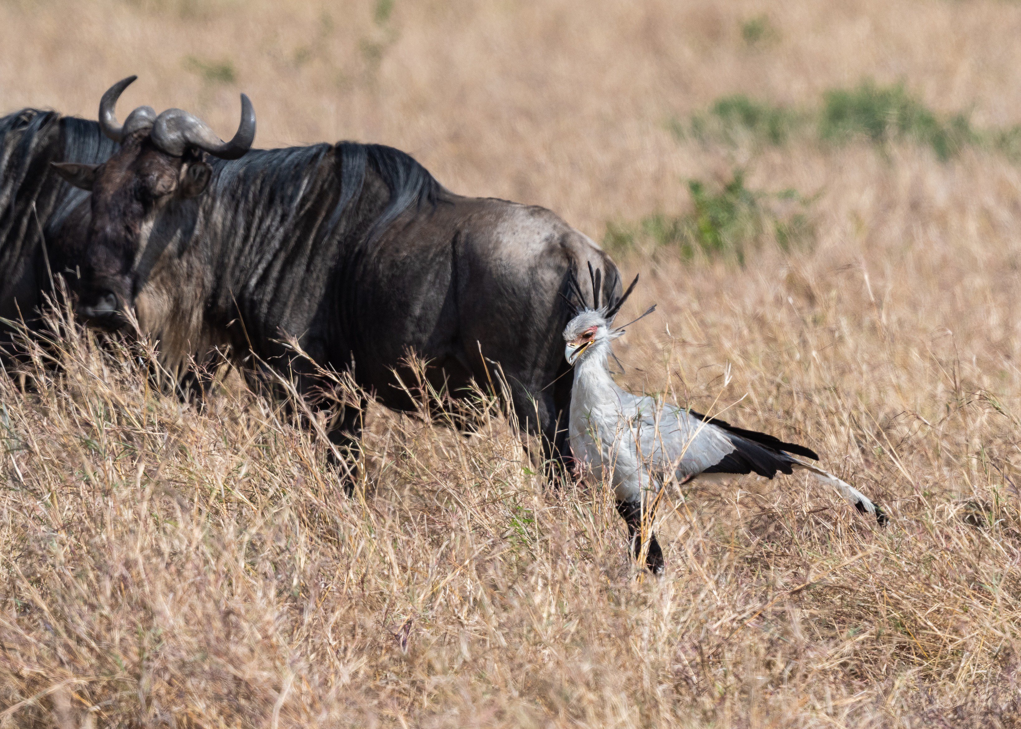 しゃちく 週末のすがた サバンナの鳥といえばのヘビクイワシさん 草食動物の群れのあとをついて行って 小動物を探していました 久々のアフリカ系投稿 ファインダー越しの私の世界 Birdwatching Naturephotography アフリカ旅行記 Kenya ケニア