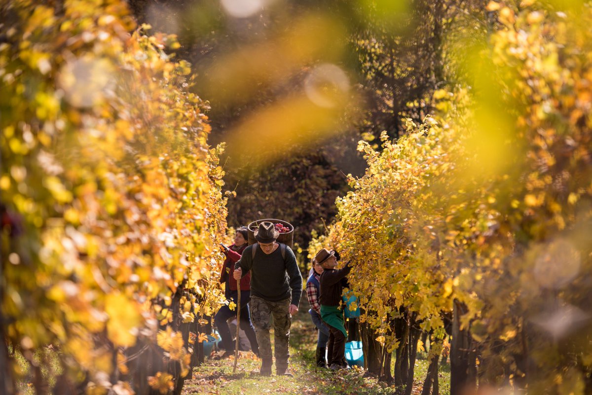 travel_slovenia's tweet photo. The #autumn colors are at their glorious best all across #Slovenia these days. (Images by Adrijan Pregelj, Bojan Kolman, Iztok Medja #photography) #nature #travel More stunning autumn photos of Slovenia: https://t.co/8UEDJmeovL https://t.co/6vvaykznav