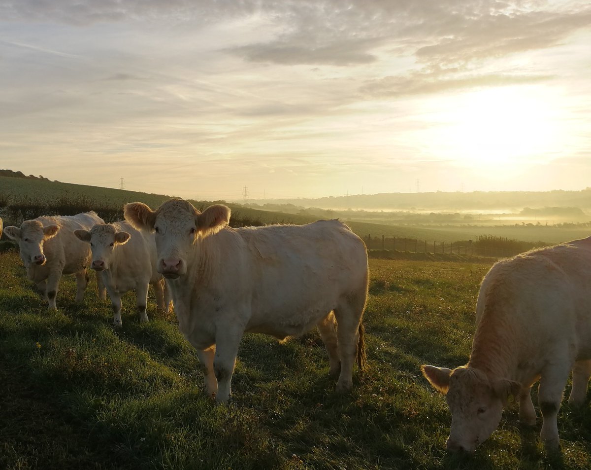 We are loving the seasonal misty mornings in #Weymouth.  You have to be early though as the sunshine won't let it linger!