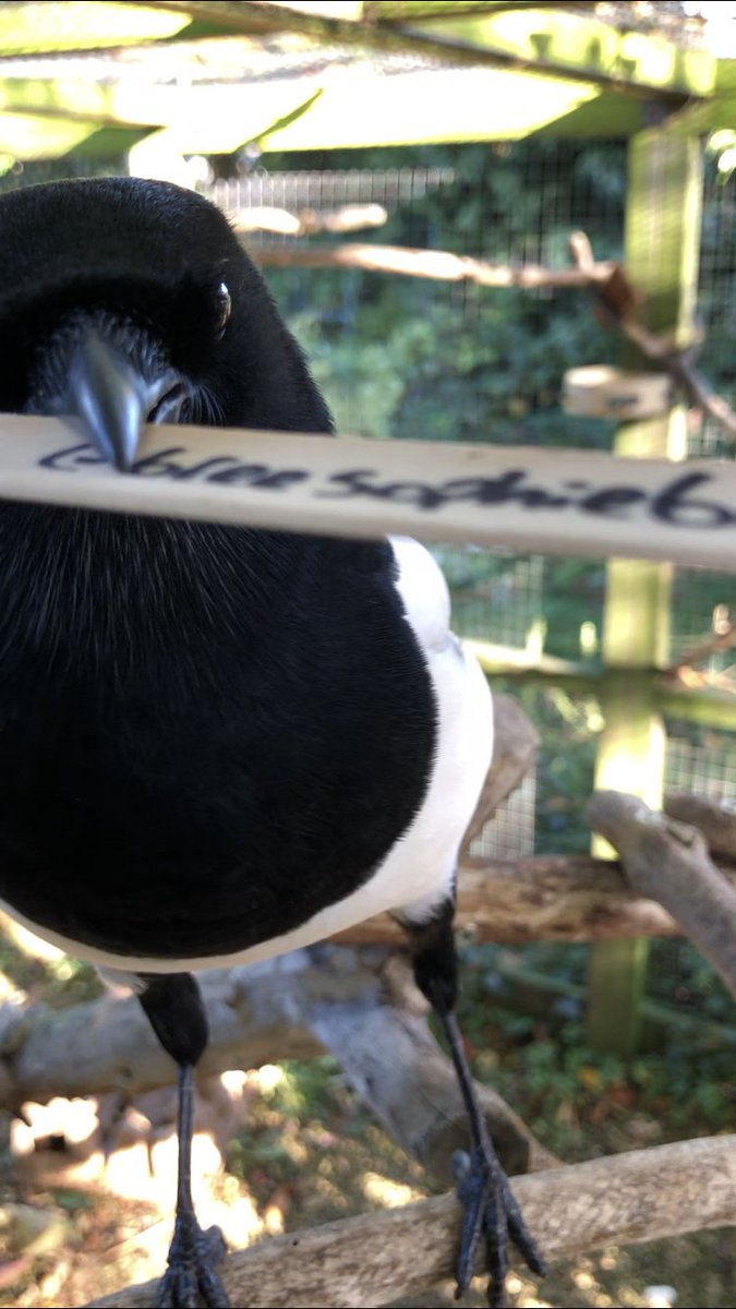 LordSyyn tweet media