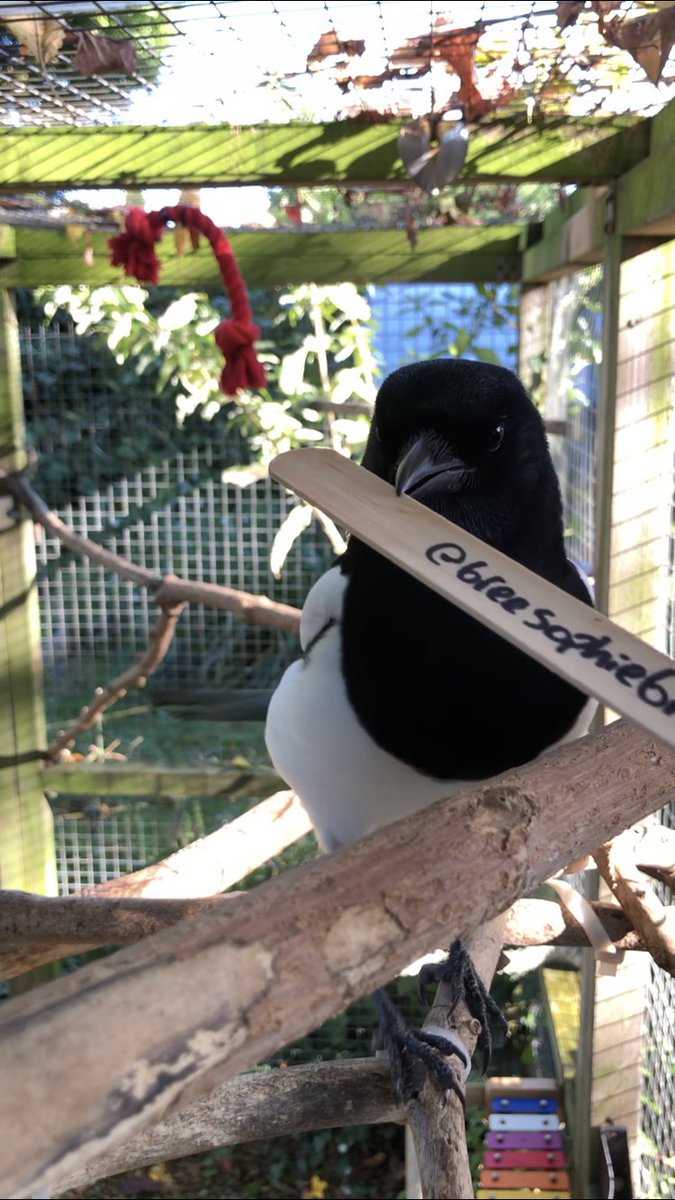 LordSyyn tweet media