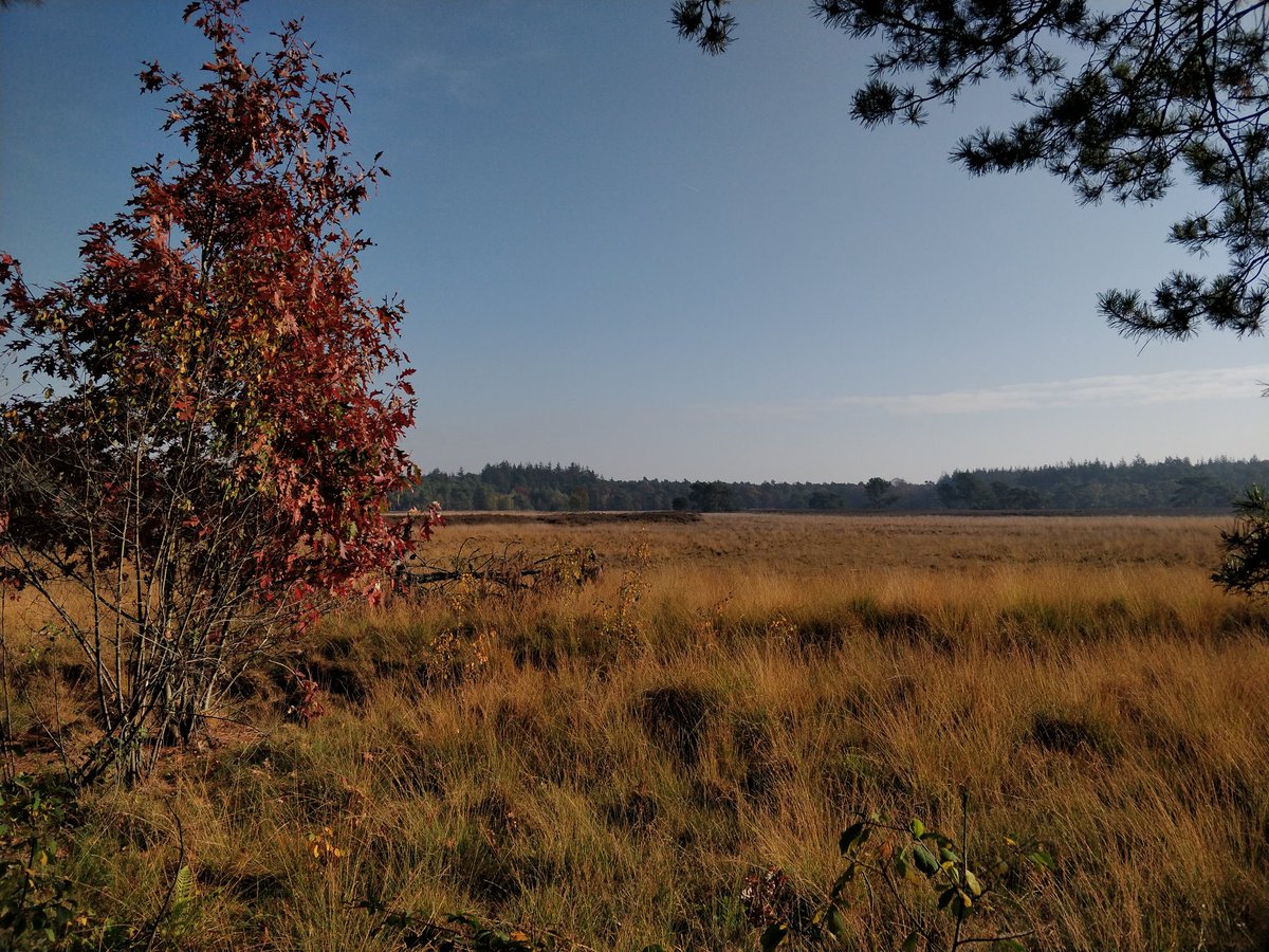 Mooie herfstkleuren in de Stiphoutse bossen!