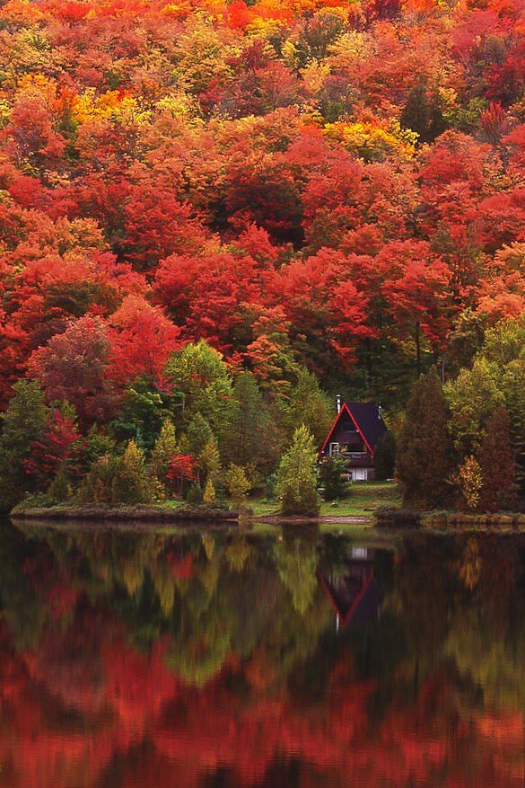PicPublic's tweet photo. Autumn at the Lake
The Laurentains
Quebec

photo by Alan Marsh https://t.co/nUTEh39jSn