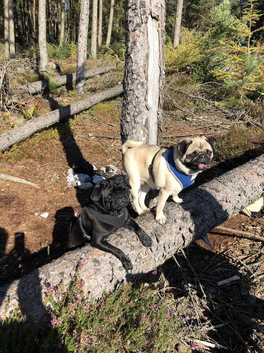 DavLawJones's tweet photo. Haldon Forest adventure... eight little legs had fun! #haldonforest #pugadventure #pugsofinstagram #pugs #puglife #puglifestyle @apugstail https://t.co/fPM9lSlY0J