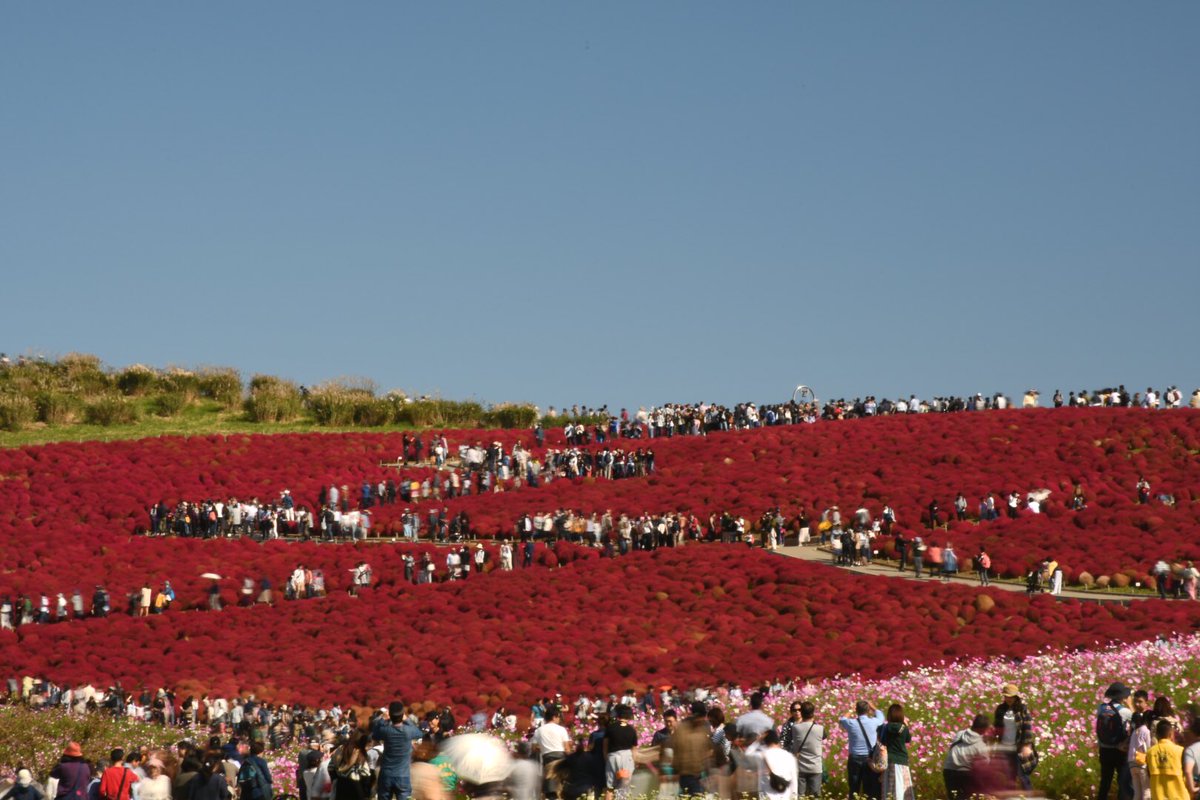 コキアカーニバル Twitter Search