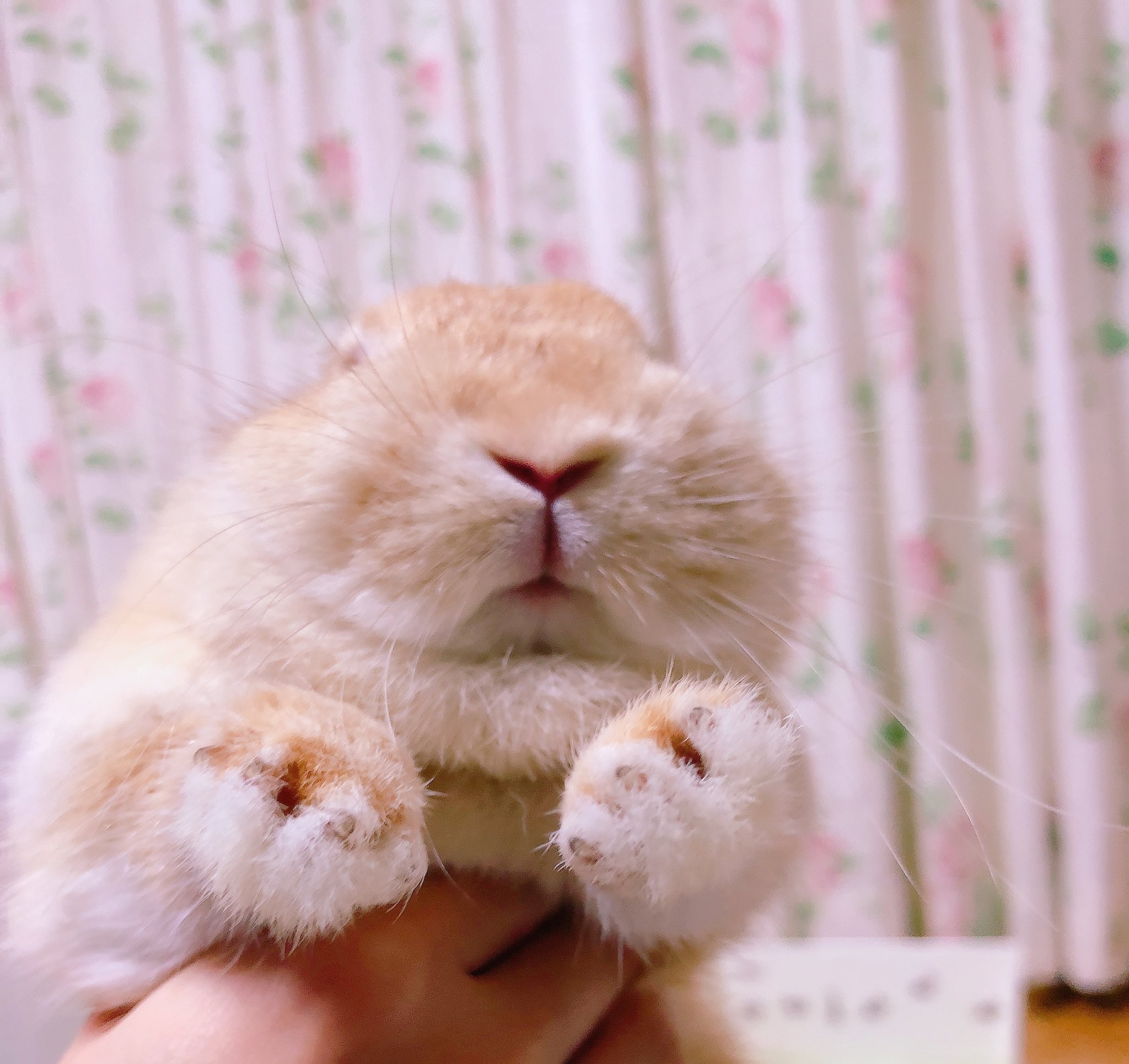 Rie Habu うさぎファース党 うさぎには肉球はありません 足裏はフッサフサです フッサフサ T Co Lc1zzoiadh Twitter