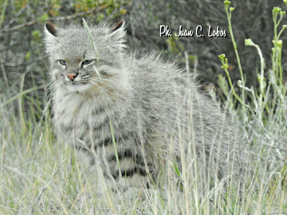 Y cuando parece que ya retrató a todos los animales de la Peninsula, nuestro guia/fotografo Juan Carlos Lobos nos sorprende con un Gato del Pajonal. #pasionporloquehacemos #peninsula #