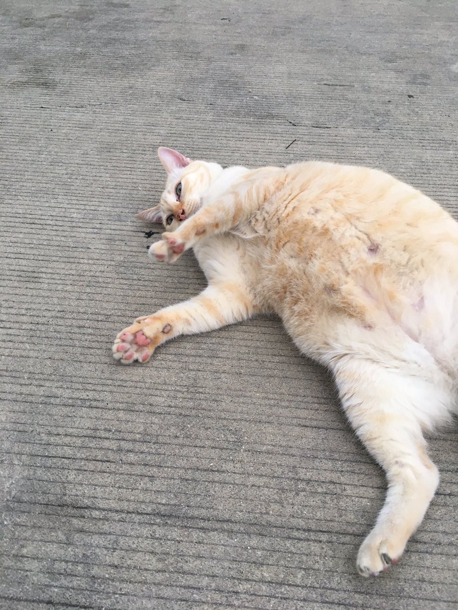 gangschiele_'s tweet photo. น้องท้องหรือน้องแค่อ้วนกันแน่ https://t.co/0YXw4sE1kO