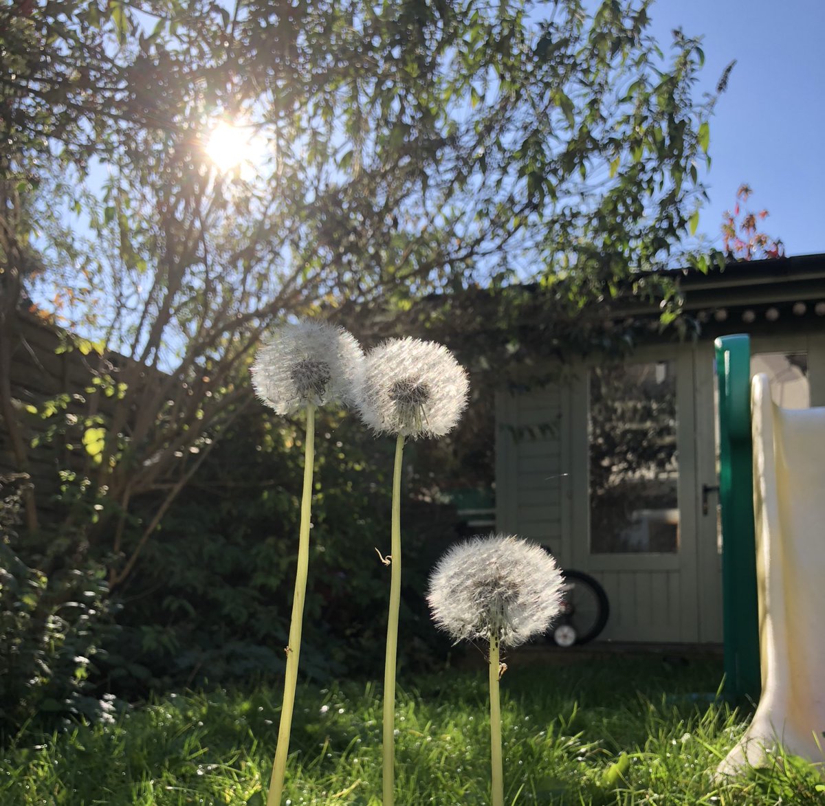 londonglades's tweet photo. โNever would I call you only, merely, simply, โweedโโ Dandelion spell @RobGMacfarlane... this little cluster of magic has given me as much joy as the redding leaves and fruiting berries of autumn change.. #changeofperception #naturalrevolutions https://t.co/gnpizbrvTf