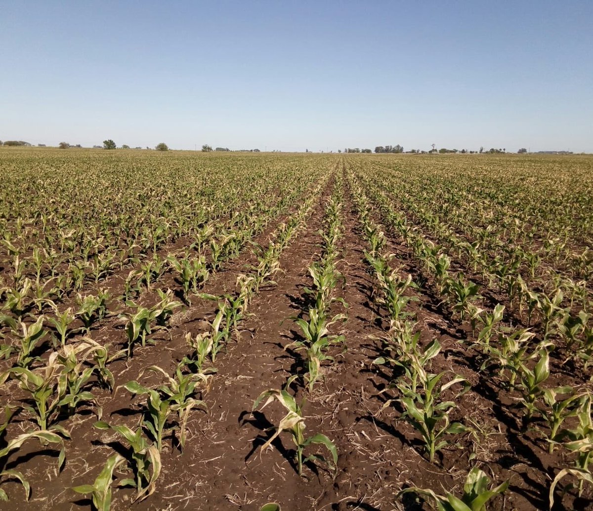 tebesmauricio's tweet photo. Primer foto Maíz Sursem 566 !! Segunda foto la Compentencia !! Escucho opiniones!!! 🤔 #maiz #Sursem #Corn https://t.co/EL123mvOpn