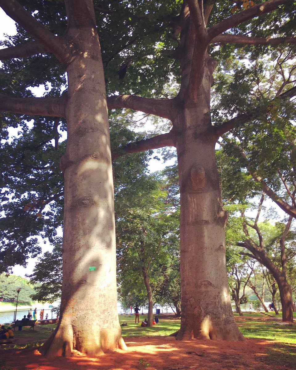 priyankasacheti's tweet image. 23/50 of #FiftyTrees of #Bangalore 

The mighty white silk cotton tree, also known as kapok or java cotton, dominates wherever it stands. It is widely cultivated for its cotton-like fibres found in seedpods. These specimens were seen in Lalbagh 

#treemapping #treecensus