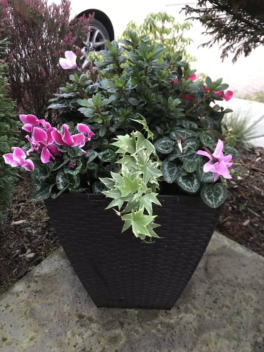 fiona_herriot's tweet photo. Autumn planter #azalea #cyclamen #trailingivy #autumn #autumnvibes #autumncolors ๐ฟ๐ฟ๐ฟ https://t.co/kerLnGExY3