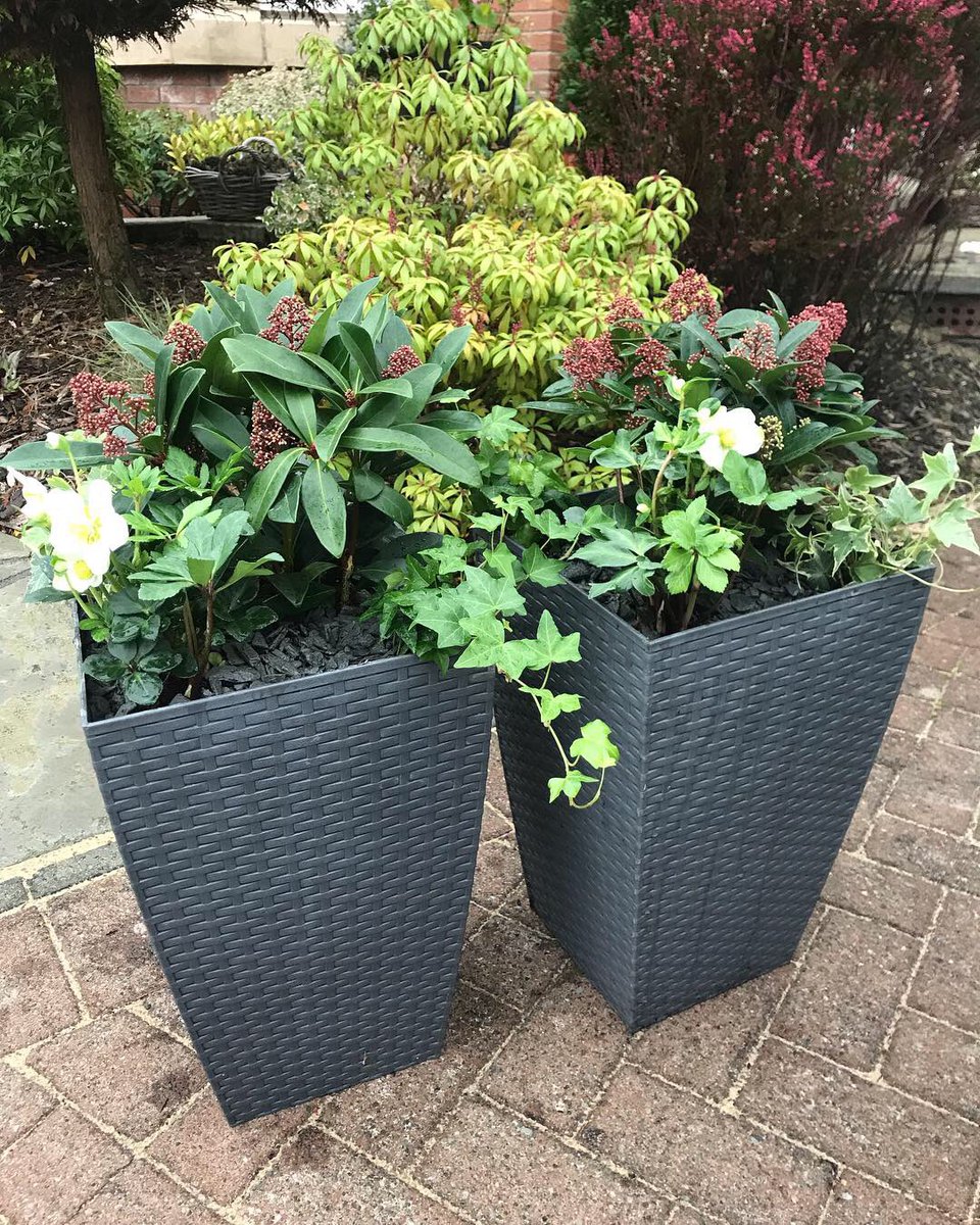 fiona_herriot's tweet photo. Revitalised my neighbours planters for #Autumn #skimmiajaponica #christmasrose #trailingivy with slate grey stones ๐ฟ๐ฟ๐ฟ #happyclient #happyneighbour https://t.co/vfVadiPPyb
