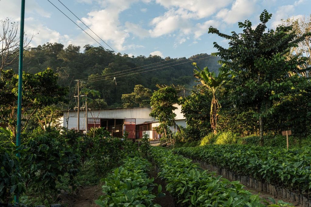 coffeechangers's tweet photo. #meetthefarmer Flor de Corazón is the name and coffee blend from the small town of San Mateo Yoloxochitlán in Mexico, the local organic coffee cooperative of small family businesses produces one of our favorite coffee varieties. Get your coffee here: https://t.co/0saY8x3USi https://t.co/PuZZfWnhNp