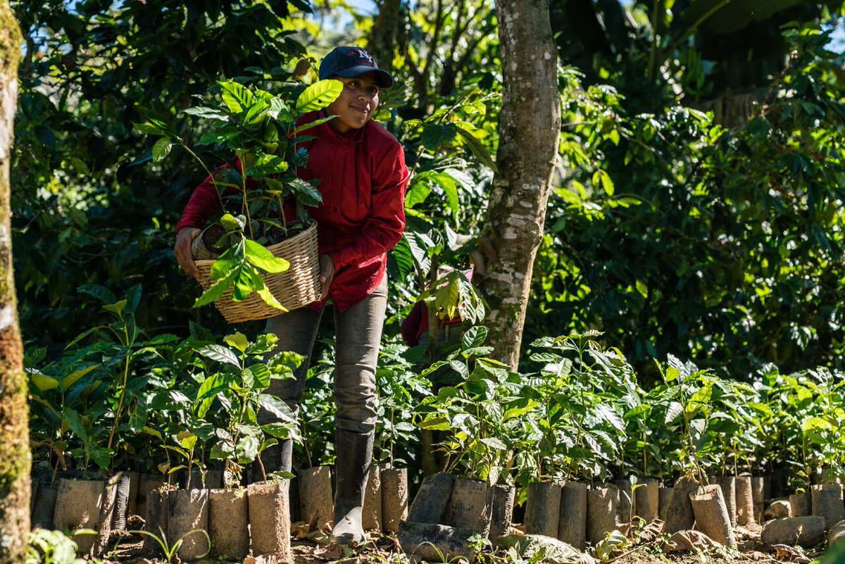 coffeechangers's tweet photo. #meetthefarmer Flor de Corazón is the name and coffee blend from the small town of San Mateo Yoloxochitlán in Mexico, the local organic coffee cooperative of small family businesses produces one of our favorite coffee varieties. Get your coffee here: https://t.co/0saY8x3USi https://t.co/PuZZfWnhNp
