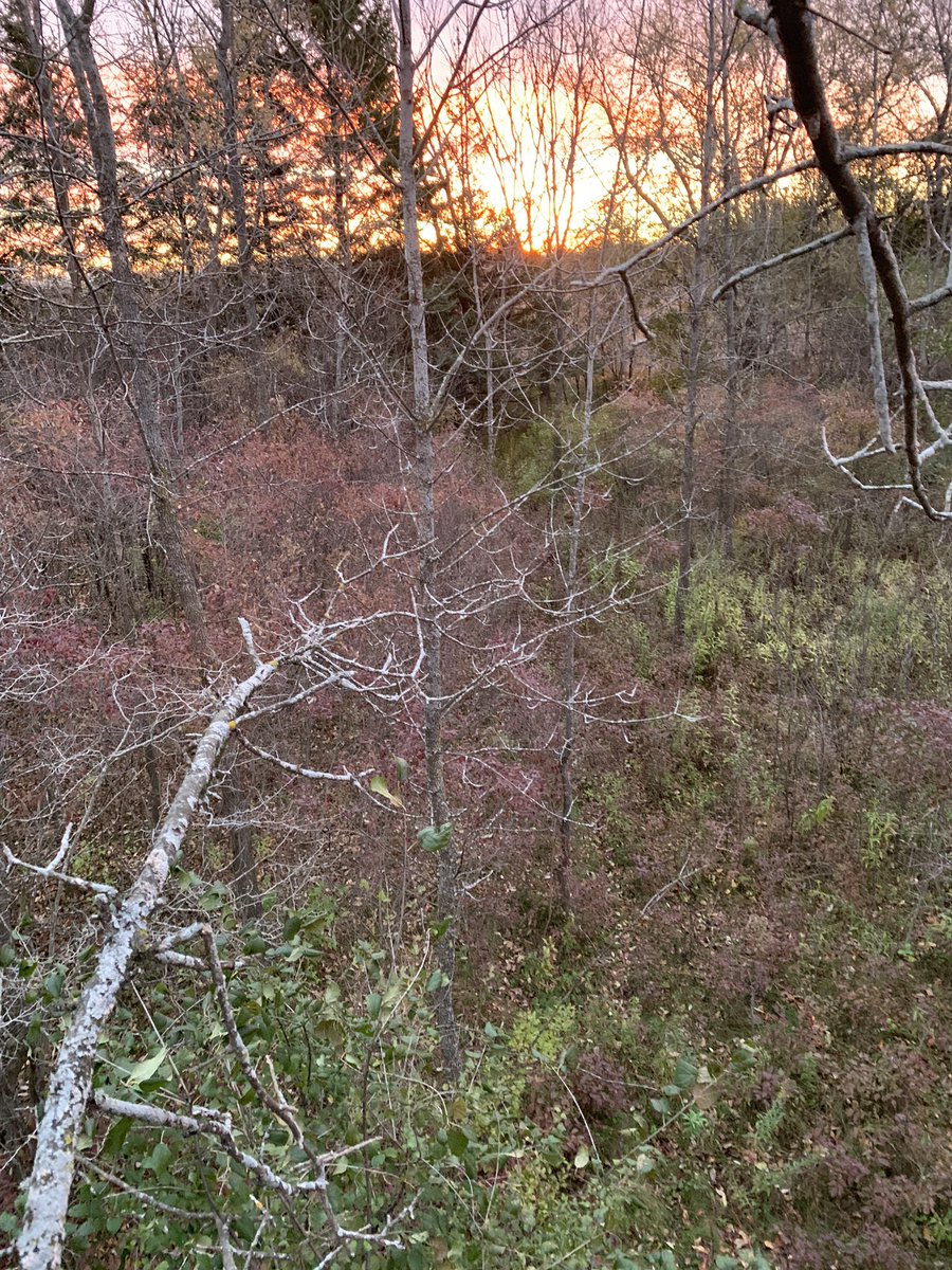 Nothing better than a beautiful sunrise on a crisp October morning watching the woods come alive from a treestand! Big thank you to @DrWillEnright and his team <a href="/OSMSGB/">OSMS</a> for getting me back to what I love so quickly!! #6weeks #imback