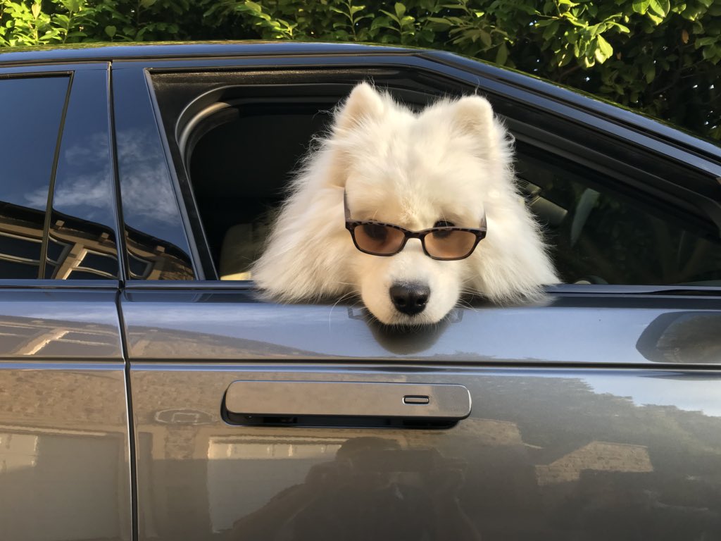Our dog loves his new #Velar
#Samoyed #Dogs #Fun