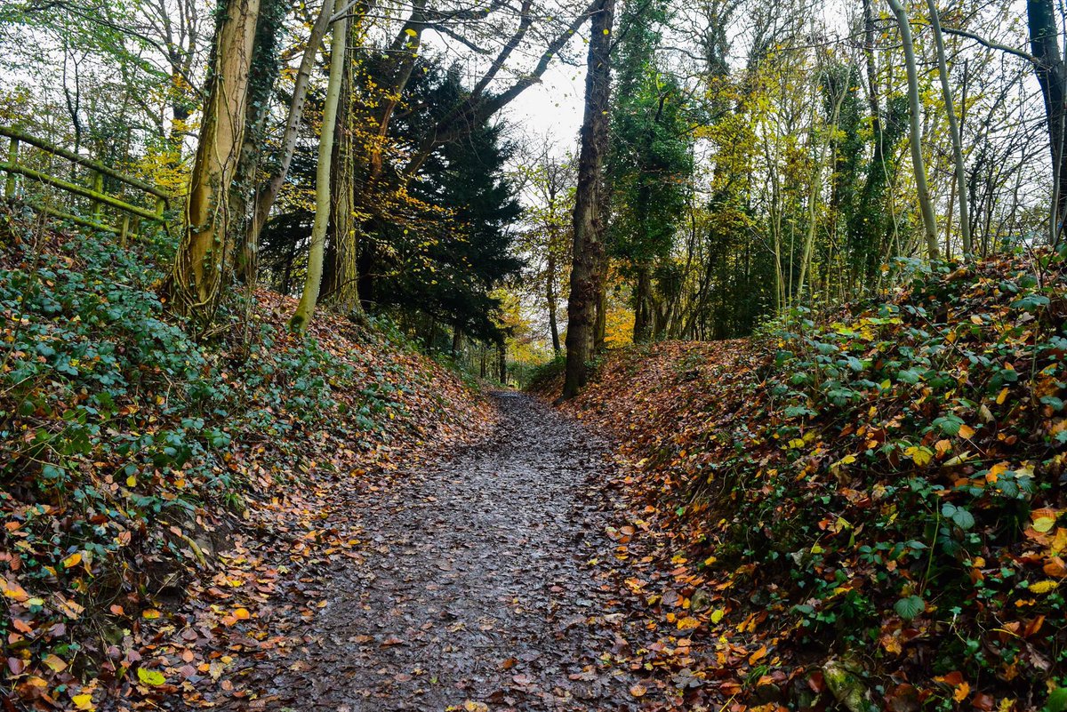 Run4My's tweet photo. This mornings run took us into the beautiful Leigh Woods in Bristol https://t.co/nx3fXSd3Ko