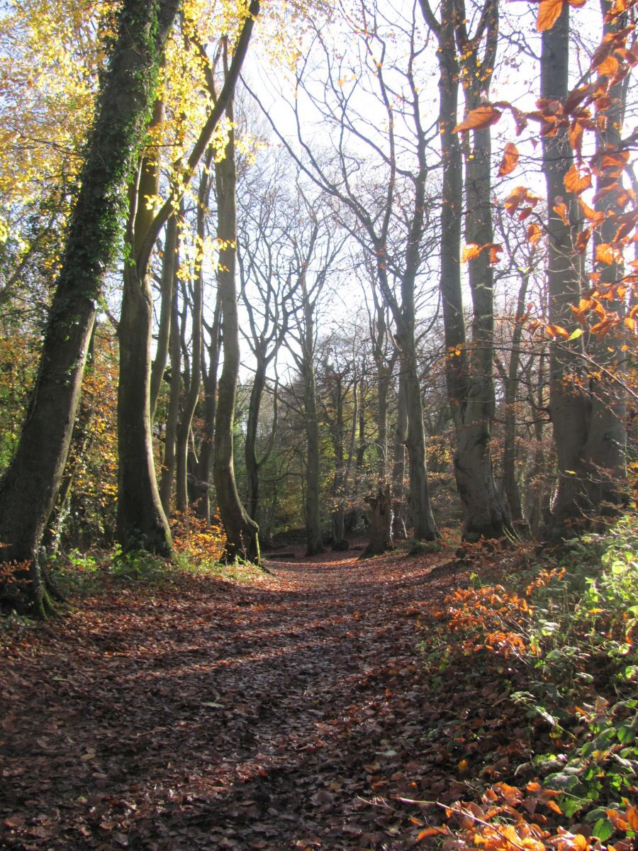 Run4My's tweet photo. This mornings run took us into the beautiful Leigh Woods in Bristol https://t.co/nx3fXSd3Ko