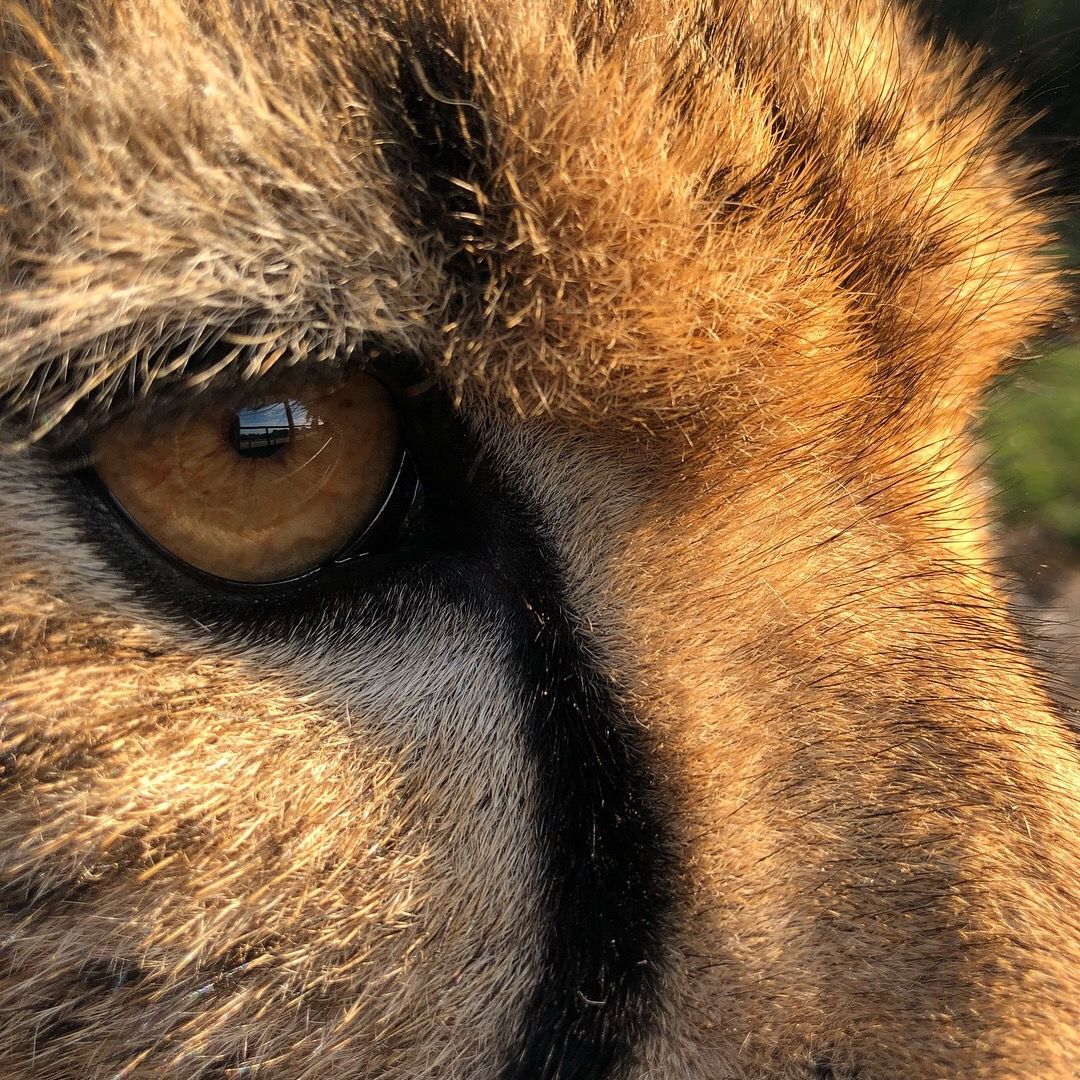#BCSDidYouKnow All big cats have round pupils, instead of vertical slits which are found in almost all small cats. The fur around a cat’s eye is designed to enable the cat to see better depending on the time of day in which they are most active. 👀 #cateyes #SundayThoughts