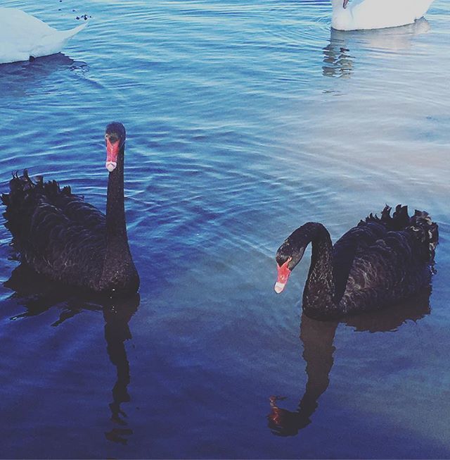 Black swans. Wonderful. ift.tt/2Eyo1eY