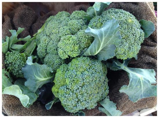 капуста брокколи батавия. ларсон капуста брокколи. брокколи стебельная. капуста агасси. какие брокколи лучше.