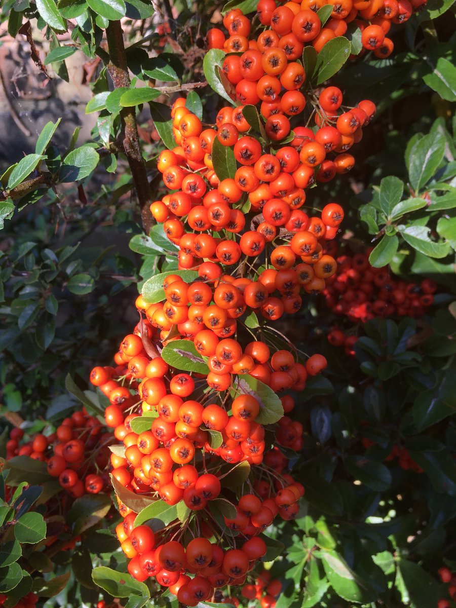hilarynathan01's tweet image. #lateautumngarden #firethorn #pryracanthus