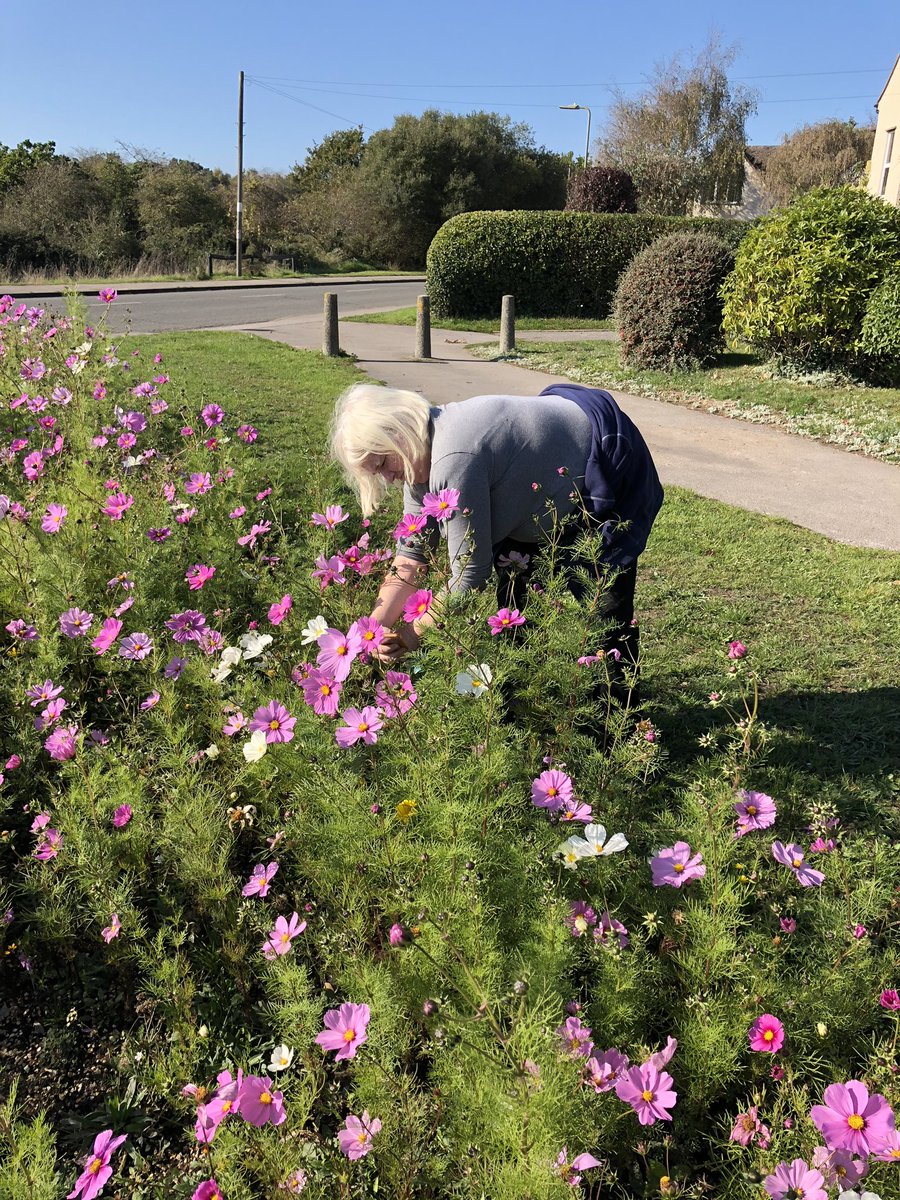 Nuts, we did a species richness survey today @giftedgardener0 species still in flower here, mostly forming an under storey to the cosmos. Here’s botanist <a href="/sarahrix1/">sarah rix 🦋🐸🌳🐾🌻</a> doing some serious identification #Pennington Common @rogersfmo <a href="/LymoTweetUp/">#LymoTweetUp 💚</a>