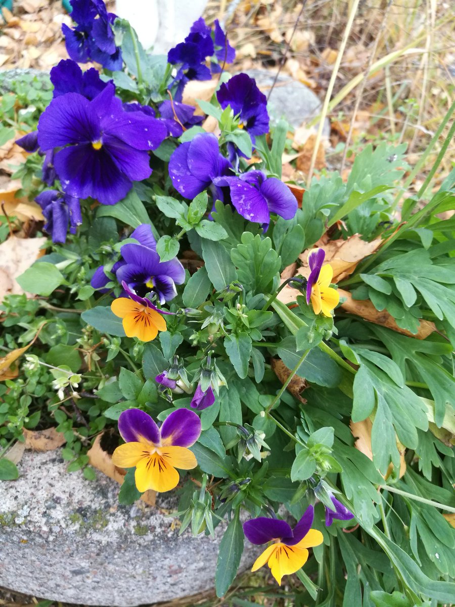 JantunenKaarina's tweet photo. Nämä vaan eivät vähästä lannistu..!
#syksy #talventulo https://t.co/aEtgZ6UvrV