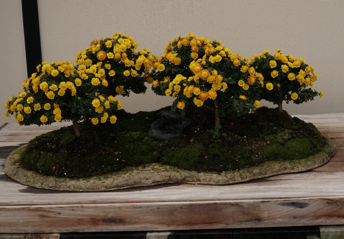 an amazing bonsai from Longwood Gardens