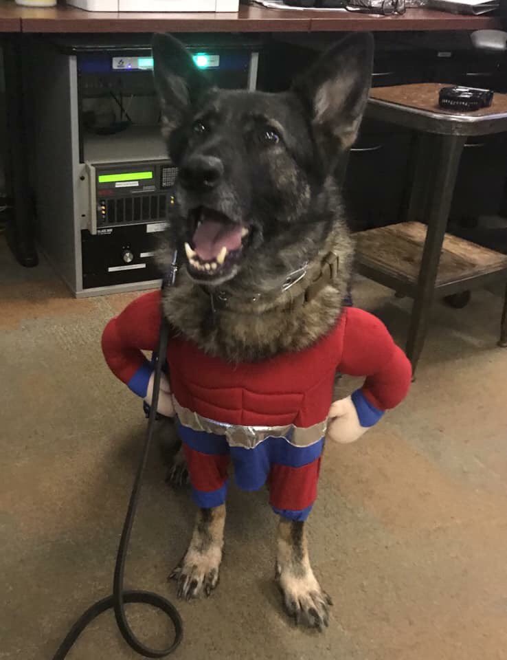 K9s of Valor on Twitter "K9 Coco says send us your pet or K9 in their