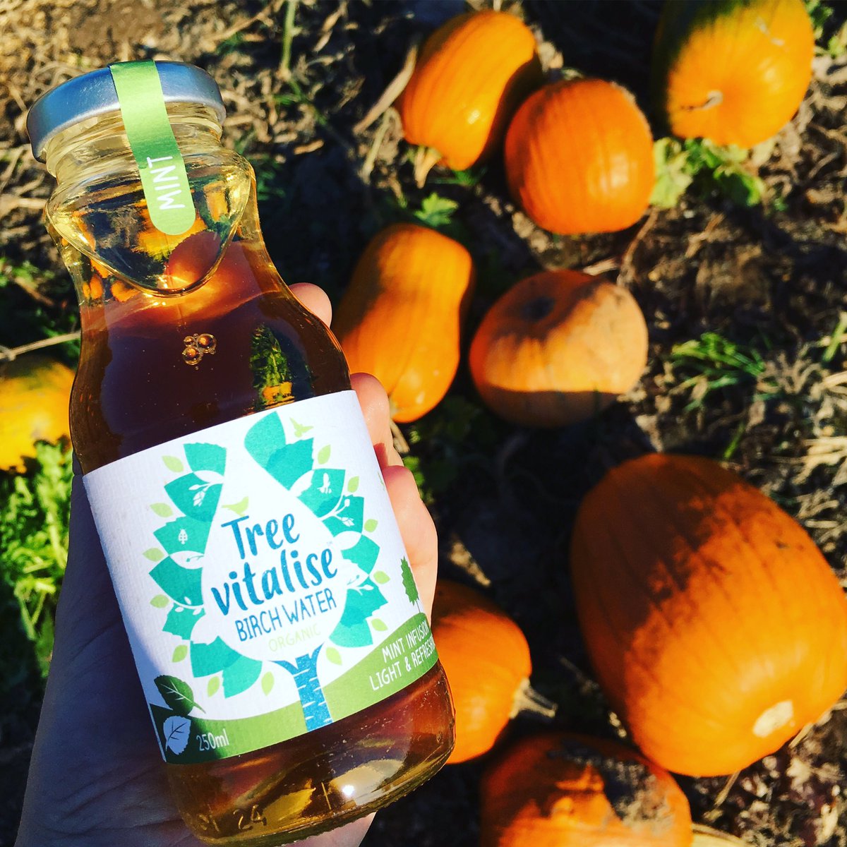 How are you spending your Sunday? #pumpkingpicking #birchwater